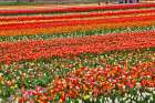 USA, Washington State. Skagit Valley, tulips grown in field Art Print